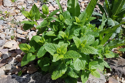 25 Orange MANDARINA BALM Mandarin Lemon Balm Melissa Officinalis Herb Seeds