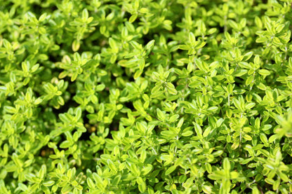 1000 LEMON THYME Thymus Pulegioides Herb Purple Flower Fragrant Evergreen Seeds