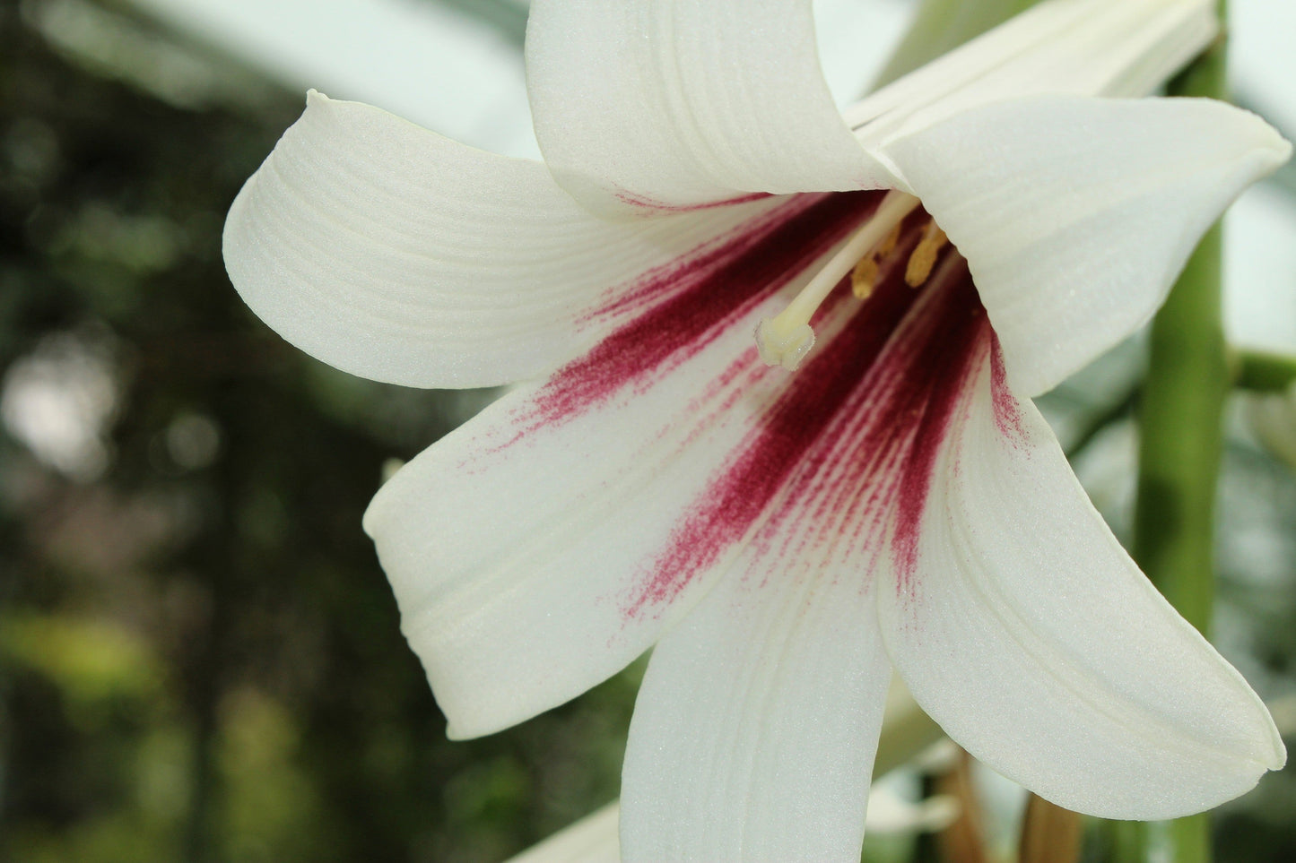 10 Seeds GIANT HIMALAYAN LILY Cardiocrinum Giganteum White & Red Shade Flower