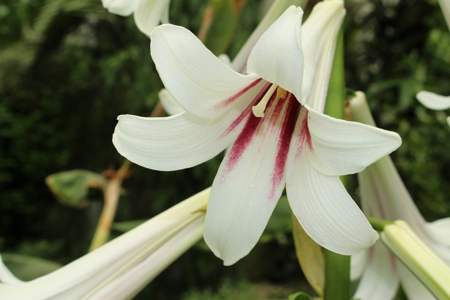 10 Seeds GIANT HIMALAYAN LILY Cardiocrinum Giganteum White & Red Shade Flower