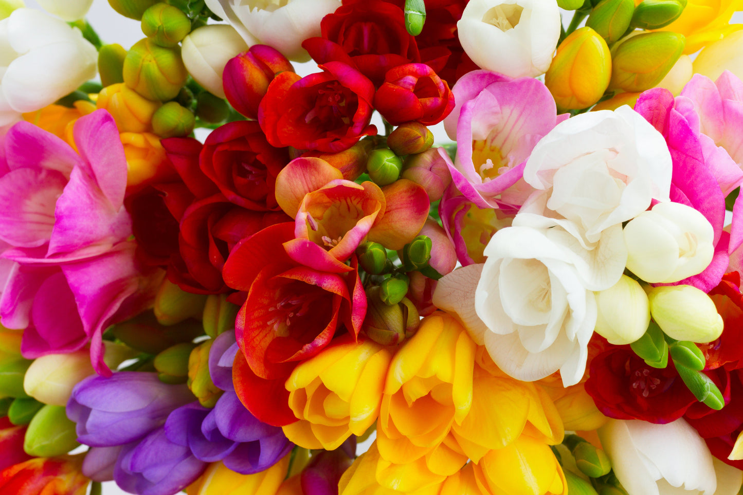 5 ROYAL CHAMPION Mix FREESIA Mixed Colors Pink Blue Purple Yellow Red Orange Flower Seeds