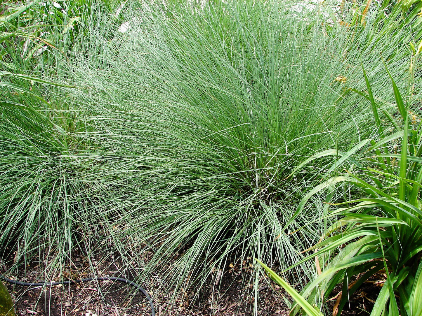 1000 BLUE GRAMA GRASS Gramma Bouteloua Gracilis Flower Mosquito Grass Seeds