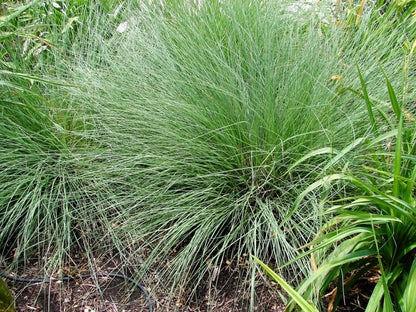 1000 BLUE GRAMA GRASS Gramma Bouteloua Gracilis Flower Mosquito Grass Seeds