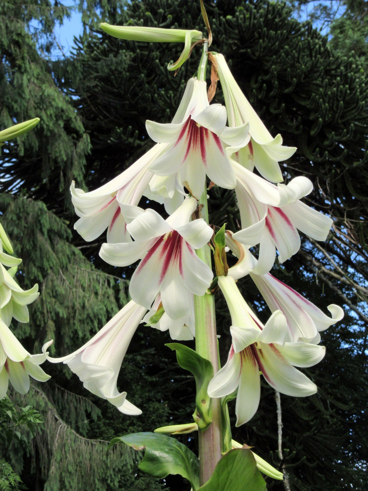 10 Seeds GIANT HIMALAYAN LILY Cardiocrinum Giganteum White & Red Shade Flower