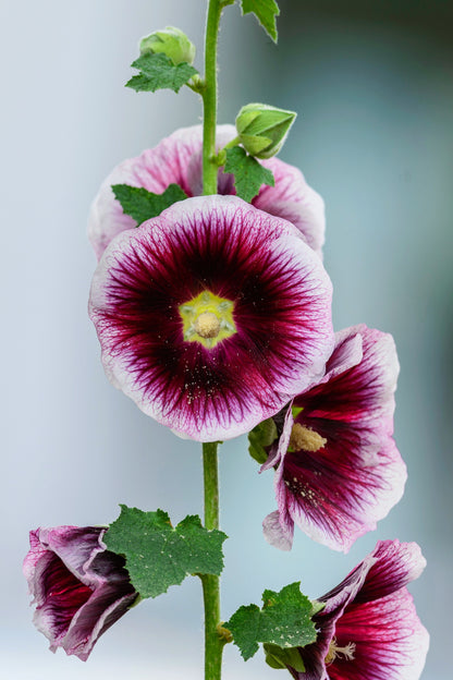 25 LAVENDER & PURPLE HOLLYHOCK Alcea Rosea Flower Seeds