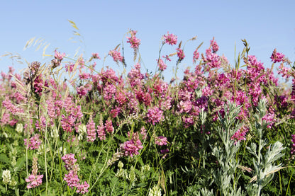 50 PINK SAINFOIN Common Onobrychis Viciifolia Holy Clover Legume Ground Cover Forage Flower Seeds