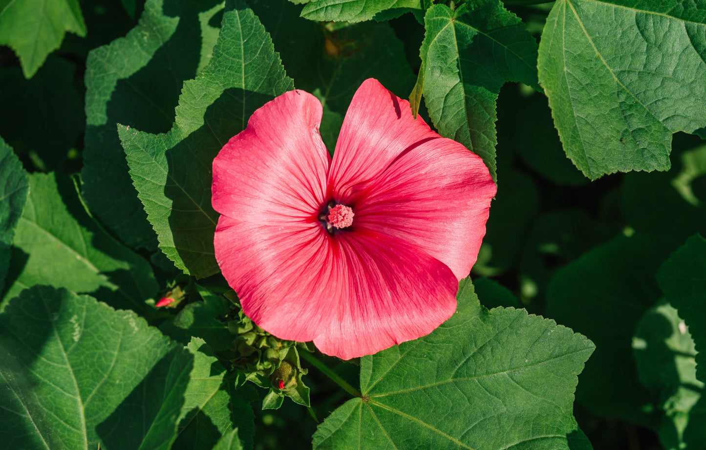 200 ROSE MALLOW MIX (Bush Mallow) Hibiscus Lavatera Trimestris Flower Seeds