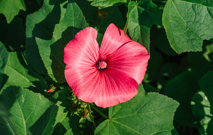 200 ROSE MALLOW MIX (Bush Mallow) Hibiscus Lavatera Trimestris Flower Seeds