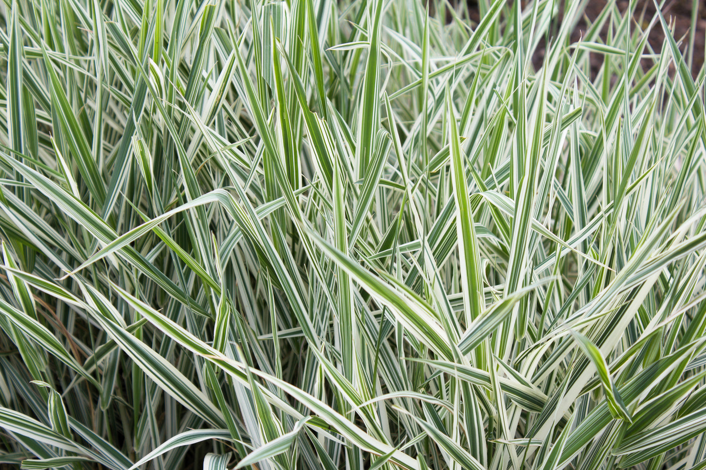 1000 Variegated RIBBON GRASS Reed Canary Phalaris Arundinacea Pink Flower Seeds