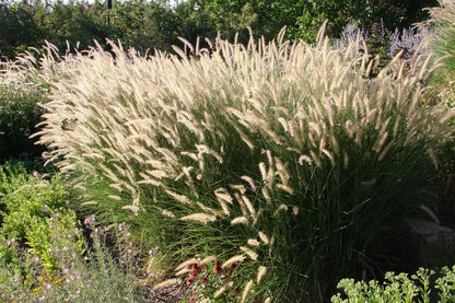 25 Dwarf Purple CHINESE FOUNTAIN GRASS Pennisetum Alopecuroides Hardy Ornamental Seeds