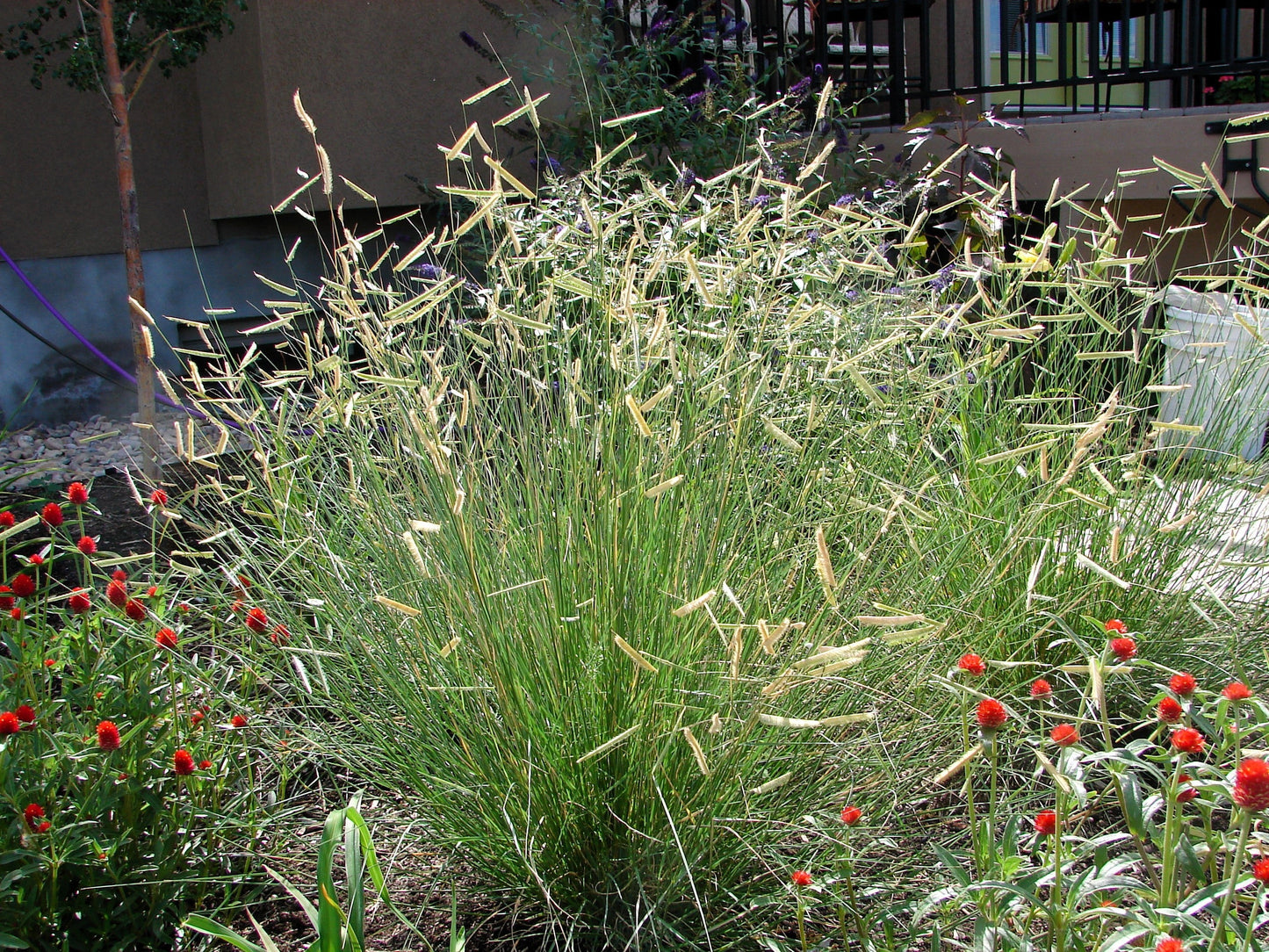 1000 BLUE GRAMA GRASS Gramma Bouteloua Gracilis Flower Mosquito Grass Seeds