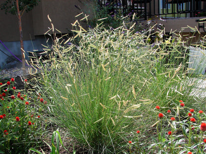 1000 BLUE GRAMA GRASS Gramma Bouteloua Gracilis Flower Mosquito Grass Seeds