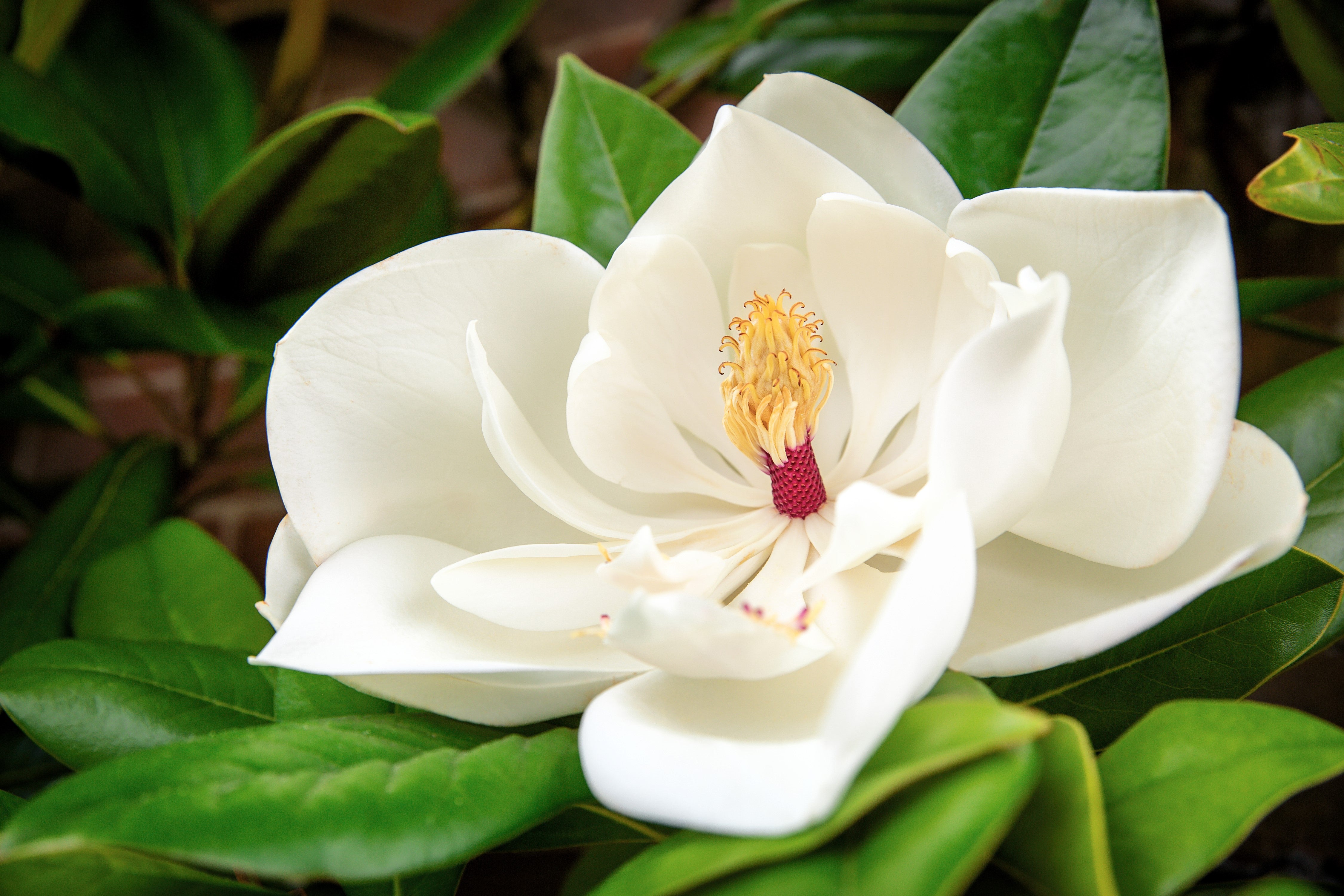 10 SOUTHERN MAGNOLIA TREE 12