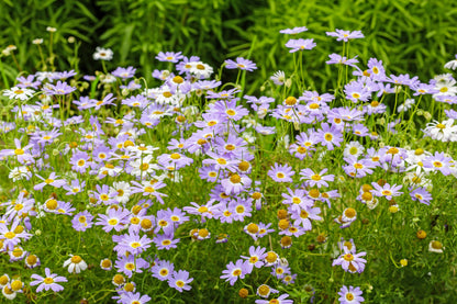 200 Mixed Colors SWAN RIVER DAISY Brachyscome Iberidifolia Flower Seeds