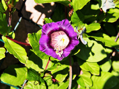 5 CUP & SAUCER VINE Cathedral Bells Cobaea Scandens Climber Purple Hummingbird Flower Seeds