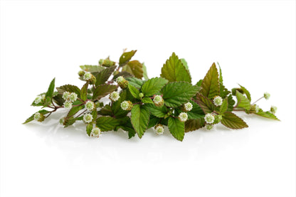 100 AZTEC SWEET HERB aka Honeyherb, Lippia, Mayan Mint, Dulce Buttons. Lippia Dulcis Phyla White Flower Seeds