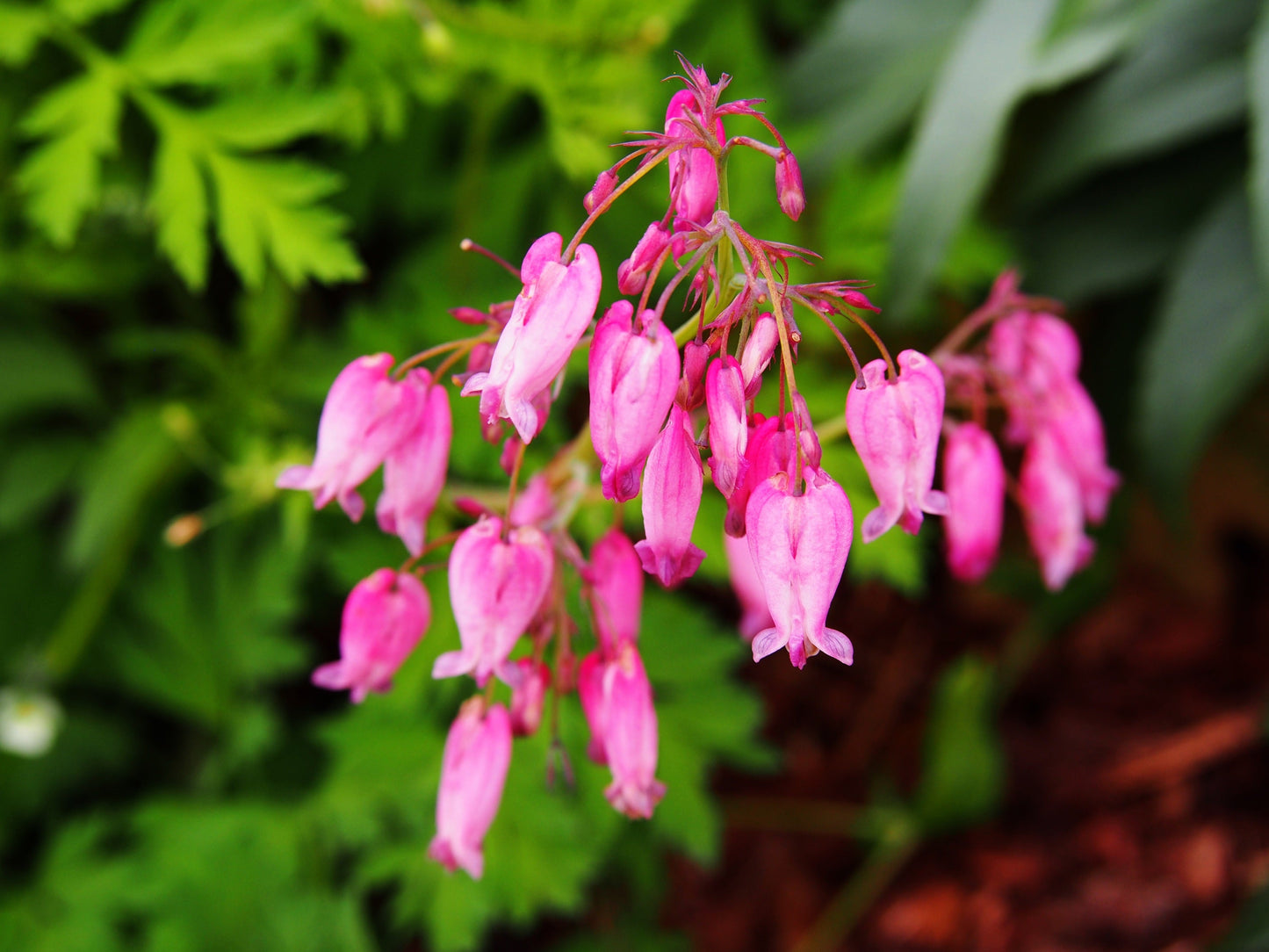 10 Pink FRINGED Fern Leaf BLEEDING HEART Dicentra Eximia Fernleaf Sun or Shade Flower Seeds