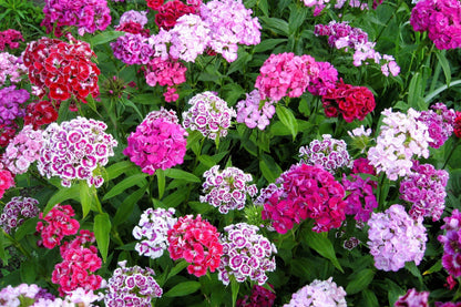 500 MIXED Colors SWEET WILLIAM Dianthus Barbatus Color Mix Red White Pink Bicolor Flower Seeds