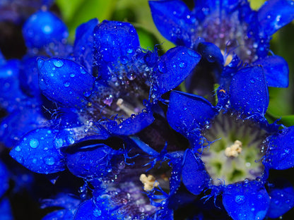 30 Dark Blue NIKITA GENTIAN Gentiana Dahurica Siberian Flower Herb Seeds