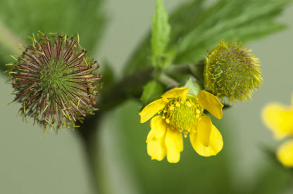 100 YELLOW AVENS Geum Aleppicum Moist Wetland Flower Seeds