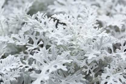 300 SILVERDUST DUSTY MILLER Cineraria Maritima Jacobaea Senecio Flower Seeds