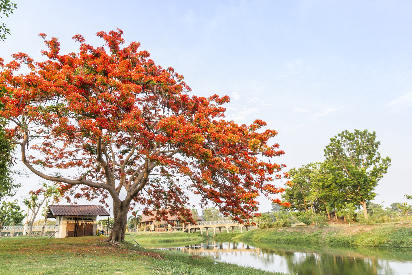 5 FLAME OF THE FOREST Tree Butea Monosperma Palash Orange Red Flower Seeds