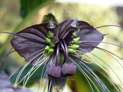 5 BLACK BAT FLOWER ( Cats Whiskers / Devil Flower ) Tacca Chantrieri Flower Seeds