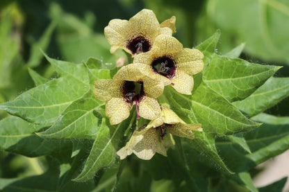 200 Black HENBANE Nightshade Hyoscyamus Niger Flower Seeds