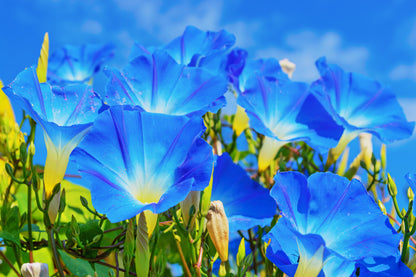 50 Heavenly BLUE MORNING GLORY Ipomoea Tricolor Vine Flower Seeds