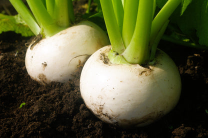 3000 SHOGOIN TURNIP White Japanese Brassica Rapa Root & Greens Vegetable Seeds