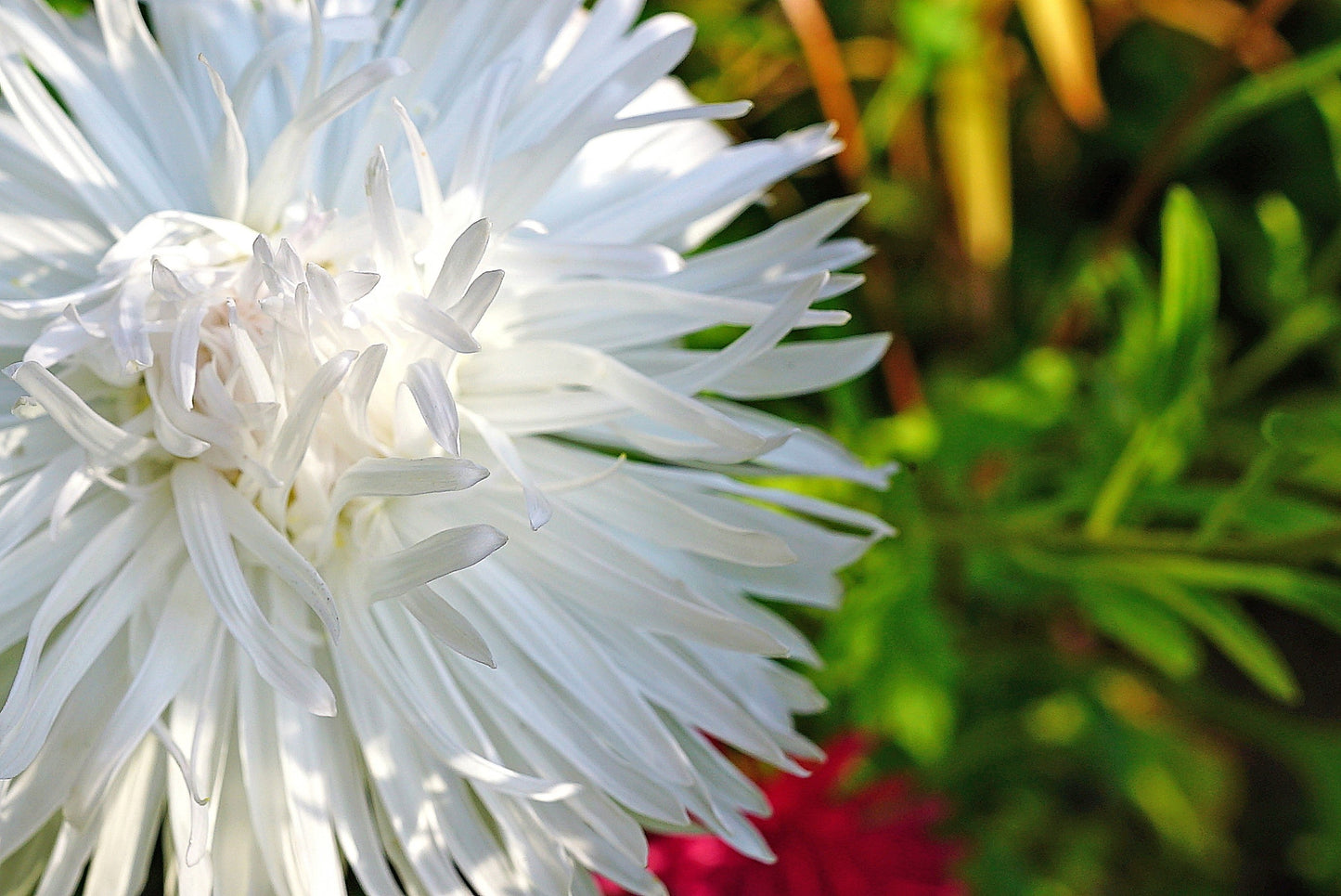 30 WHITE NEEDLE ASTER Callistephus Chinensis Unicom Flower Seeds