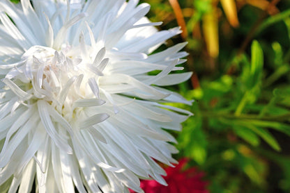 30 WHITE NEEDLE ASTER Callistephus Chinensis Unicom Flower Seeds