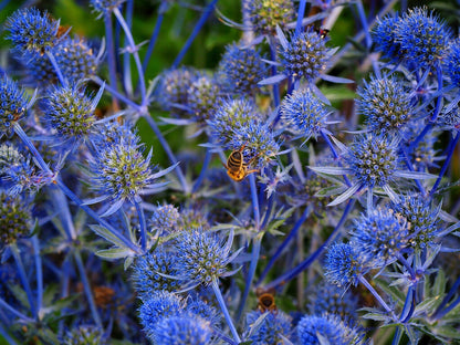 25 BLUE Star SEA HOLLY Eryngium Alpinum Flower Seeds