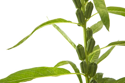 1500 Organic SESAME SEED Sesamum Indicum White Flower Vegetable Bread Seeds