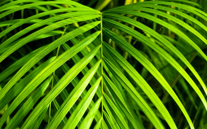 15 PARLOR PALM Neanthe Bella Palm Chamaedorea Elegans Tree Houseplant Seeds