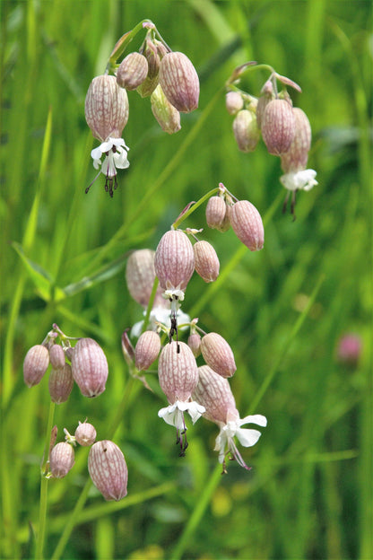 100 MAIDENSTEARS Silene Vulgaris aka Bladder Campion Maidens Tears Pink & White Flower Seeds