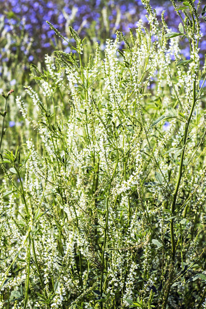 1500 WHITE Blossom SWEET CLOVER Melilotus Officinalis Alba Albus Sweetclover Honey Clover Flower Seeds