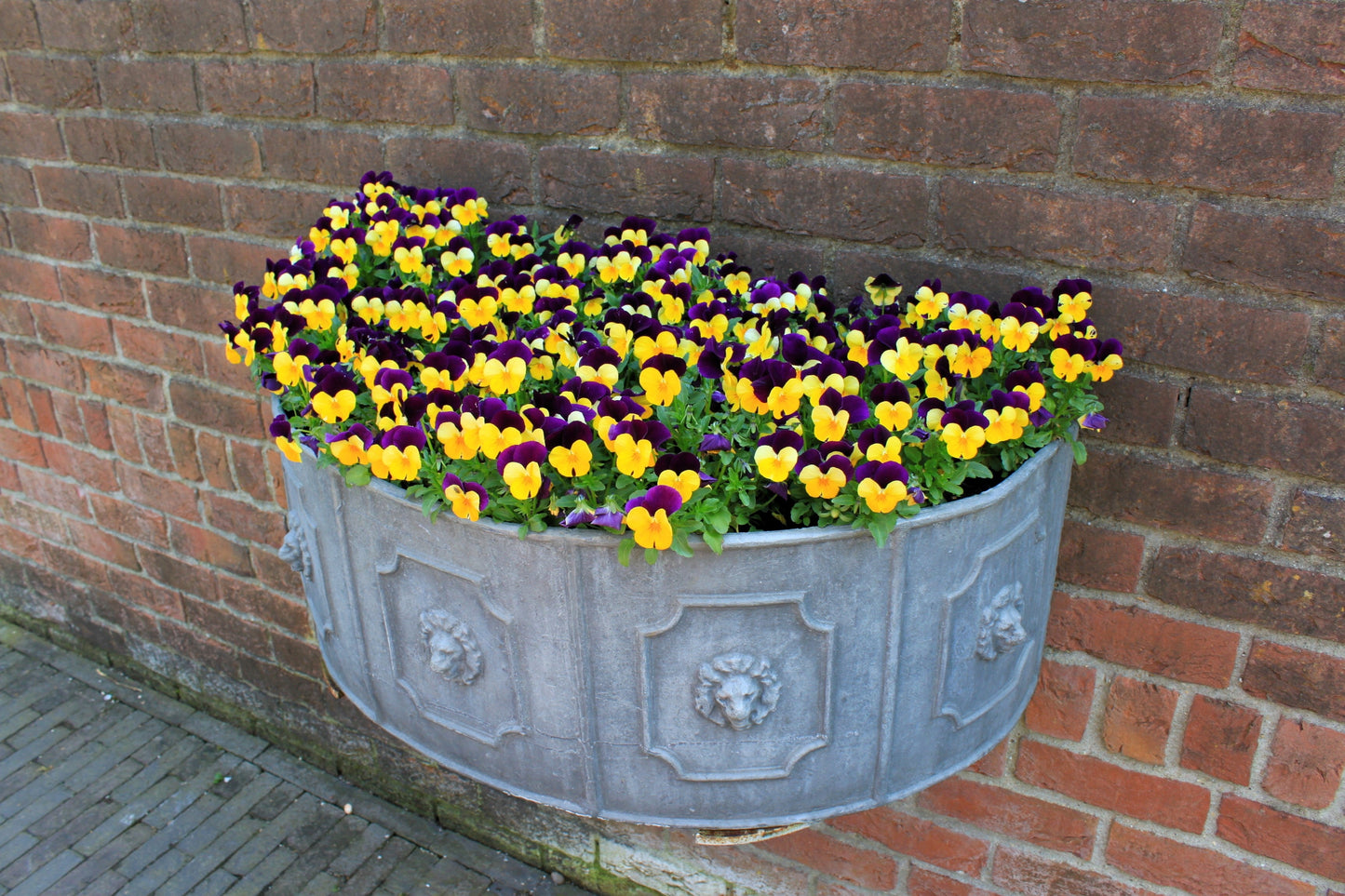 50 Dark JOHNNY JUMP UP Violet Viola Tricolor Flower Seeds