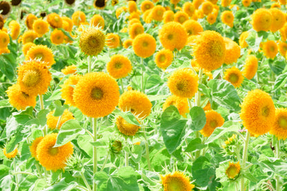 150 Double DWARF TEDDYBEAR SUNFLOWER Helianthus Annuus Yellow Flower Seeds