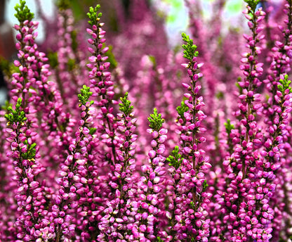 100 Scotch TRUE HEATHER Shrub Scot's Purple Pink Flower Calluna Vulgaris Seeds