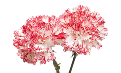 50 PICOTEE MIX CARNATION Dianthus Caryophyllus Double Bicolor Striped Flower Seeds