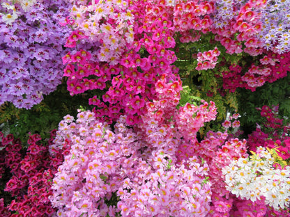 200 Mixed Colors BUTTERFLY ORCHID (Poor Mans Orchid / Angel Wings) Schizanthus Wisetonensis Flower Seeds