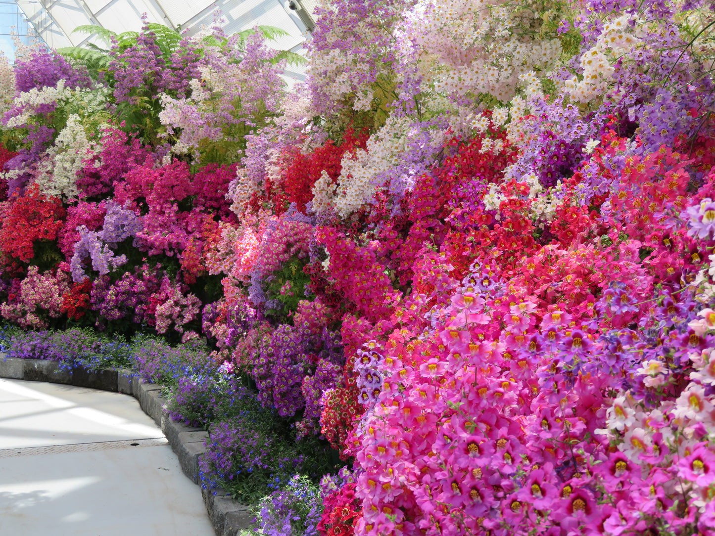 200 Mixed Colors BUTTERFLY ORCHID (Poor Mans Orchid / Angel Wings) Schizanthus Wisetonensis Flower Seeds