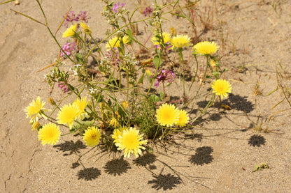 500 Yellow DESERT MARIGOLD Baileya Multiradiata Showy Drought Paper Daisy Flower Herb Seeds