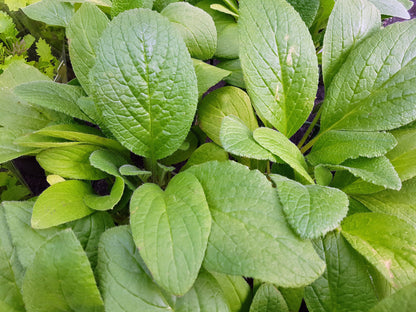 100 Blue Star BORAGE HERB Borago Officinalis Flower Seeds
