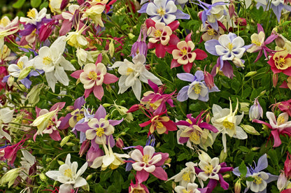 50 MCKANAS GIANT COLUMBINE Mixed Colors Aquilegia Hybrida Flower Seeds