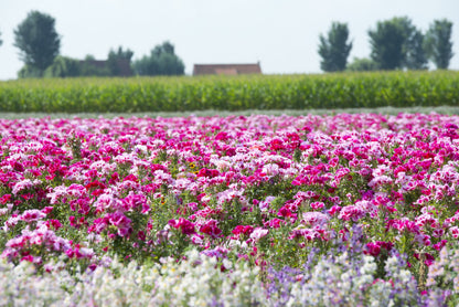 500 Pink FAREWELL TO SPRING Clarkia Elegans Godetia Flower Seeds