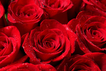 5 RED ROSE Rosa Bush Shrub Perennial Flower Seeds
