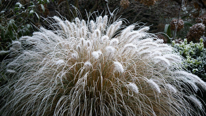 25 DWARF FOUNTAIN GRASS Pennisetum Alopecuroides Hardy Ornamental White Plume Seeds
