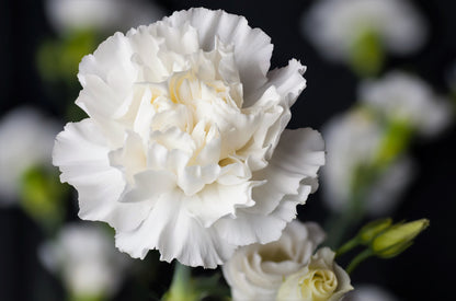 50 WHITE CARNATION Dianthus Caryophyllus Grenadin Flower Seeds